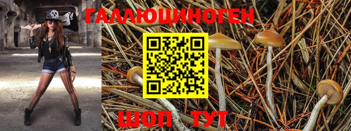 Псилоцибиновые грибы прущие грибы Кириши